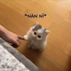 a small white kitten sitting on top of a wooden floor next to someone's hand