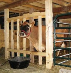 a brown cow standing inside of a wooden pen