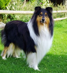 a black and white dog standing on top of a lush green field