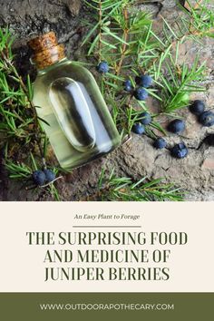 the surprising food and medicine of juniper berries