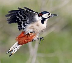 a bird flying through the air with it's wings spread