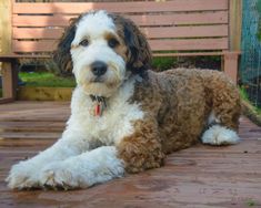 a brown and white dog laying on top of a wooden floor next to a bench