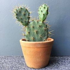 a cactus in a clay pot sitting on the ground next to a blue painted wall