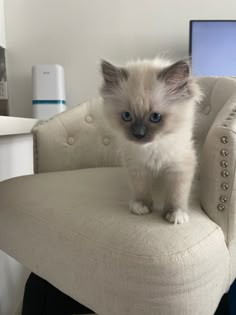 a small kitten sitting on top of a chair