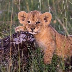 a young lion cub sitting on top of a rock in tall grass with its paws up