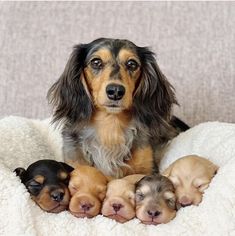 four puppies are huddled together on a blanket