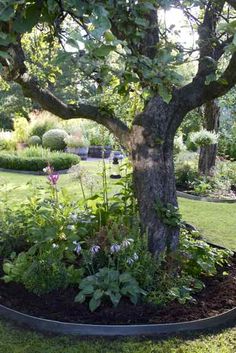 a large tree in the middle of a garden