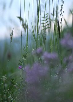 some purple flowers and green plants in the grass