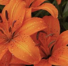 some orange flowers with water droplets on them