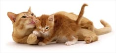 two kittens playing with each other on a white background in front of the camera