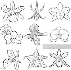 orchids and other flowers drawn in black ink on white paper - flower stock illustrations