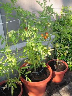 three potted plants with tomatoes growing in them