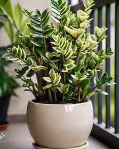 a potted plant sitting on top of a window sill next to a balcony