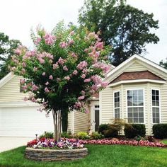 a tree in front of a house with pink flowers on the ground and green grass around it