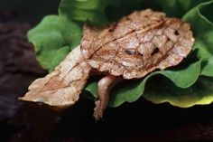 a brown frog sitting on top of green leaves