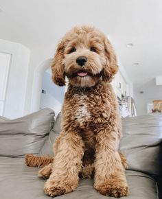 a brown dog sitting on top of a couch