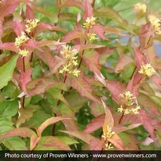 red leaves and yellow flowers in the foreground