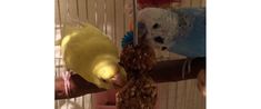 two parakeets sitting on top of pineapples in a birdcage