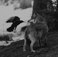 a wolf standing on top of a tree next to a bird