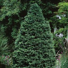 a very tall green tree in the middle of some bushes