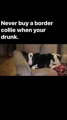 a black and white cow laying on top of a couch with the caption never buy a border collie when your drunk