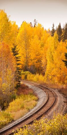 a train track running through a forest filled with yellow and red trees in fall colors