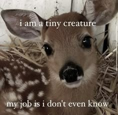 a baby deer laying in hay next to an adult deer with the caption, i am a tiny creature my job is don't even know now