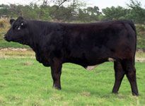 a large black cow standing on top of a lush green field