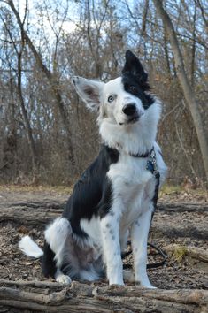 a black and white dog sitting in the woods