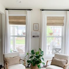 a living room with two chairs and a potted plant in the middle of the room