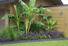 a banana tree in front of a house with purple flowers and green plants around it