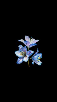 three blue flowers on a black background