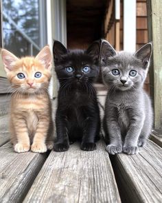 three small kittens sitting on top of a wooden bench