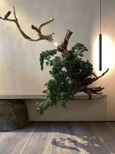 a bonsai tree is displayed in front of a white wall and wooden flooring