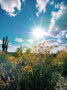 the sun shines brightly over a field with wildflowers and cactus plants in bloom