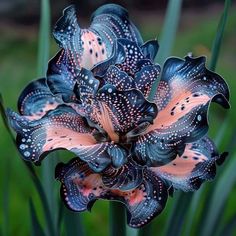 a blue and pink flower with black spots on it's petals in the grass