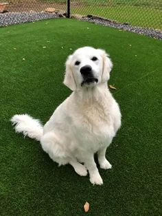 a large white dog sitting on top of a lush green field