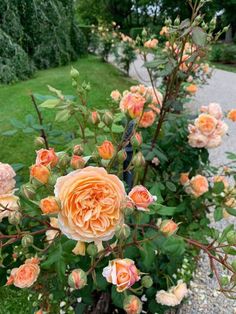 an orange rose is blooming in the garden next to some shrubbery and grass