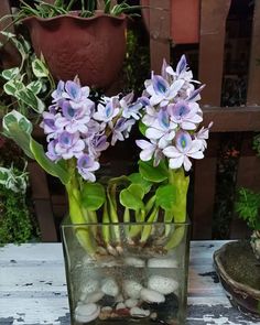 purple flowers in a glass vase filled with rocks and water sitting on a wooden table