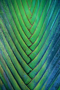 the underside of a leaf with green and yellow streaks on it's leaves,