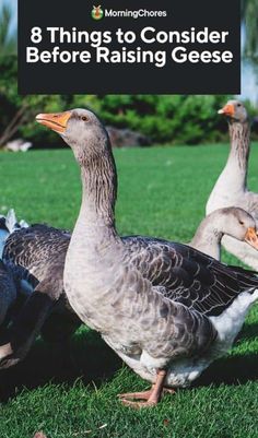 three geese standing in the grass with text that reads, 8 things to consider before raising geese