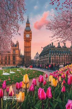 pink and yellow tulips in front of the big ben clock tower at sunset