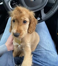 a small brown dog sitting on top of a person's lap in a car