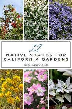 the top ten native shrubs for california gardens