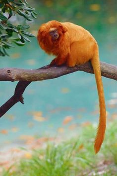 an orange monkey sitting on top of a tree branch