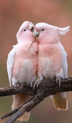 two pink and white birds sitting on top of a tree branch together with their beaks touching