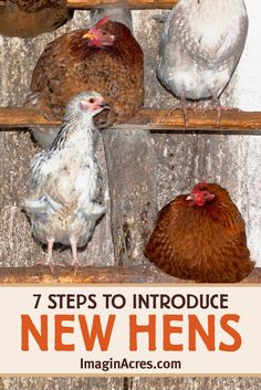 chickens are sitting on top of wooden shelves with the words 7 steps to introduce new hens