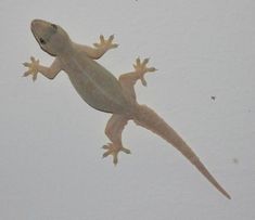 a gecko that is standing up in the air with it's legs spread out