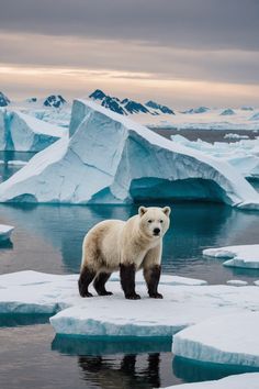 Arctic Wild: Discovering the Unique Wildlife of Greenland Polar Bear Aesthetic, Ice Animals, Arctic Exploration, Antarctic Animals, Sustainable Fishing, Arctic Sea, Dream Future, Kingdom Animalia, Arctic Ocean