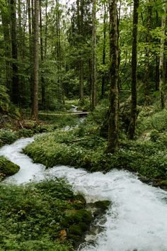 a river running through a lush green forest